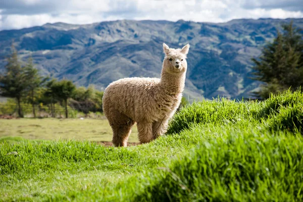 Llama One Characteristic Animals Peru — Stock Photo, Image