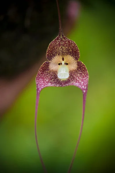 Orchids are exotic flowers representative of the tropics