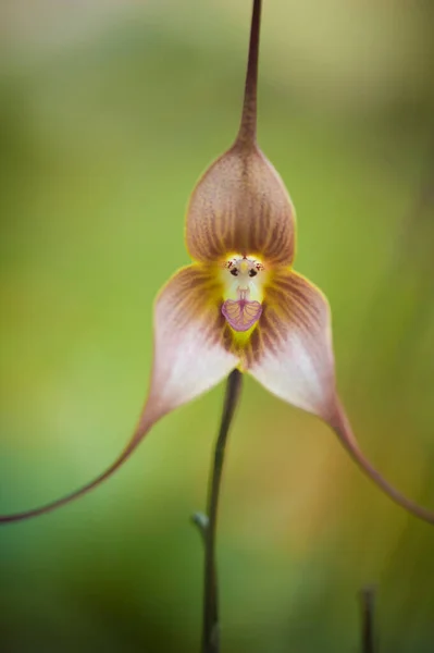 Las Orquídeas Son Flores Exóticas Representativas Los Trópicos —  Fotos de Stock