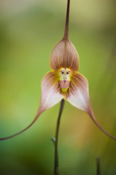 Orquídeas São Flores Exóticas Representativas Dos Trópicos Imagem De Stock