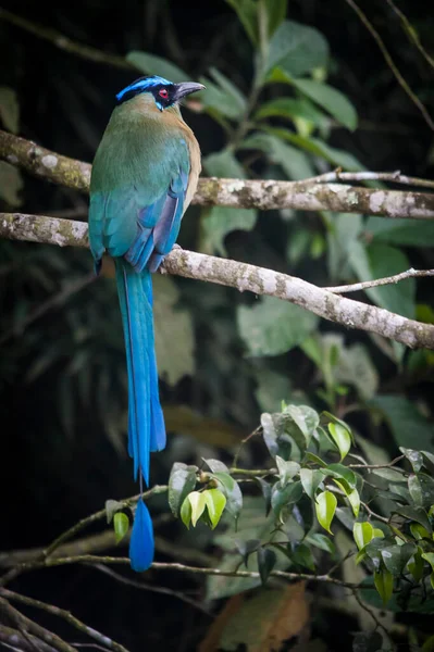 Momotus Momota Una Las Aves Más Coloridas Originales Colombia —  Fotos de Stock