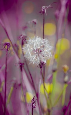 Karahindiba tohumları serin bir arka planda uçuşuyor.