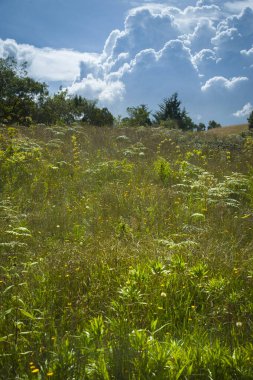 Ormanın görüntüsü, renklerin ve bitkilerin çeşitliliği
