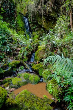Ormandaki küçük nehir