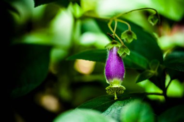 Ormanda tropik bir çiçek