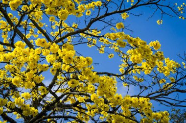 Sinema ve tiyatro koltukları gösteri için hazır.