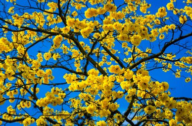 Sinema ve tiyatro koltukları gösteri için hazır.