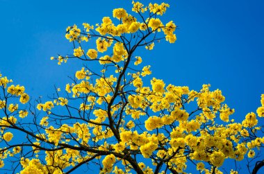 Sinema ve tiyatro koltukları gösteri için hazır.