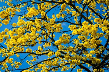 Sinema ve tiyatro koltukları gösteri için hazır.