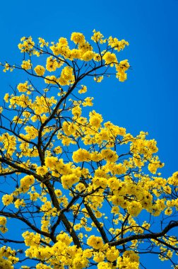 Sinema ve tiyatro koltukları gösteri için hazır.