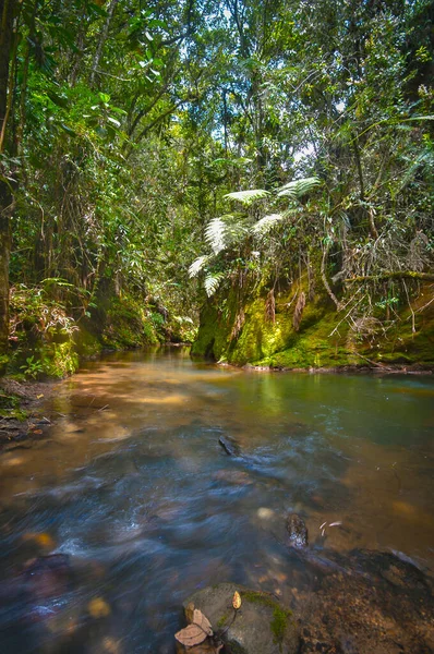 Rio Meio Floresta Imagem Floresta Sua Diversidade Cores Plantas Imagem De Stock