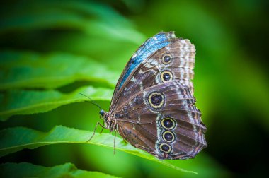 Baykuş Kelebeği, Kolombiya 'da bulunan türlerden biri.