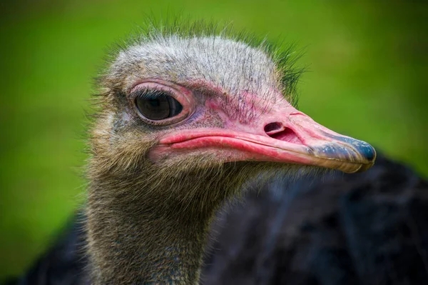 Avestruz Uno Los Pájaros Más Grandes Curiosos Por Sus Gestos —  Fotos de Stock