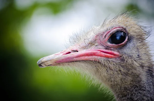 Avestruz Uno Los Pájaros Más Grandes Curiosos Por Sus Gestos —  Fotos de Stock