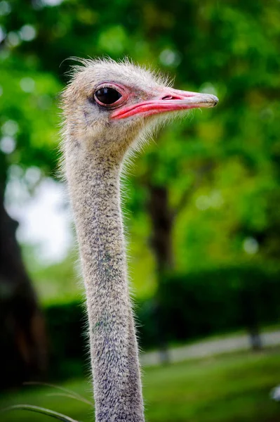 Avestruz Uno Los Pájaros Más Grandes Curiosos Por Sus Gestos —  Fotos de Stock