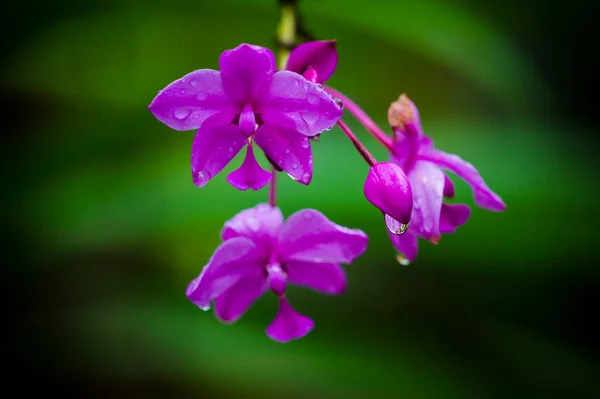 Wildblumen Erhellen Das Auge Mit Ihrer Farbenvielfalt — Stockfoto