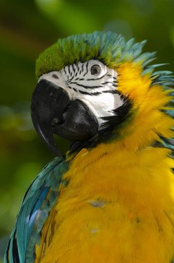 Güney Amerika 'nın en renkli kuşlarından biri olan papağanlar