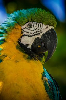 Güney Amerika 'nın en renkli kuşlarından biri olan papağanlar