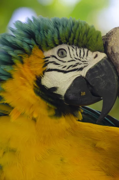 Araras Uma Das Aves Mais Coloridas Presente América Sul — Fotografia de Stock