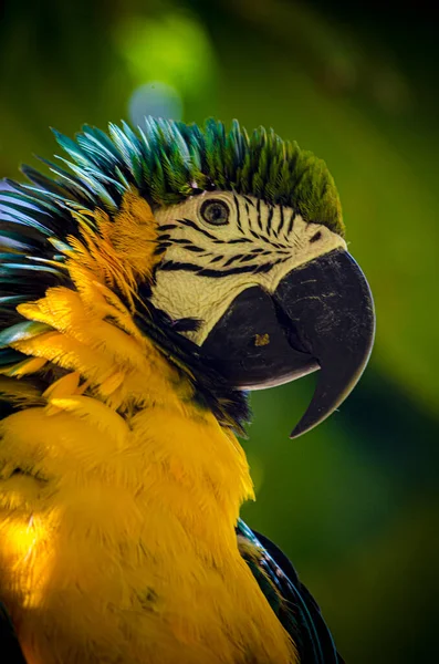 Gli Ara Uno Degli Uccelli Più Colorati Presenti Sud America — Foto Stock