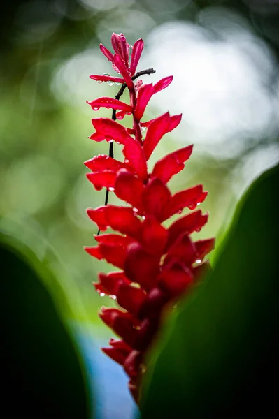 Helikony Egzotyczne Kwiaty Występujące Tropikalnym Lesie Deszczowym — Zdjęcie stockowe
