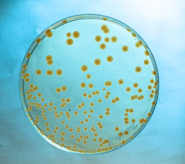 Imagem Bactérias Laboratório Colocado Recipiente — Fotografia de Stock