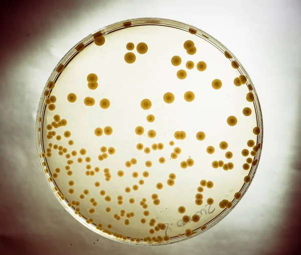 Изображение Бактерий Лаборатории Помещенных Сосуд — стоковое фото