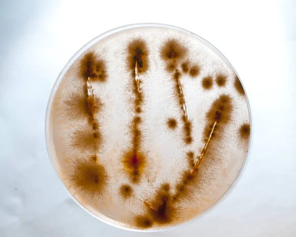 Beeld Van Bacteriën Een Laboratorium Geplaatst Een Recipiënt — Stockfoto