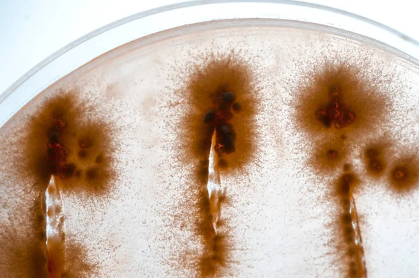 Beeld Van Bacteriën Een Laboratorium Geplaatst Een Recipiënt — Stockfoto
