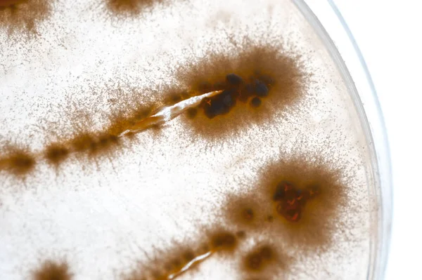 Beeld Van Bacteriën Een Laboratorium Geplaatst Een Recipiënt — Stockfoto