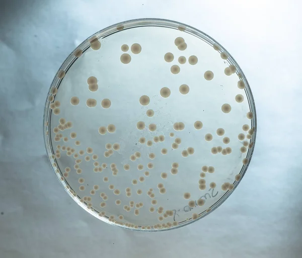 Image Bactéries Laboratoire Placées Dans Récipient — Photo