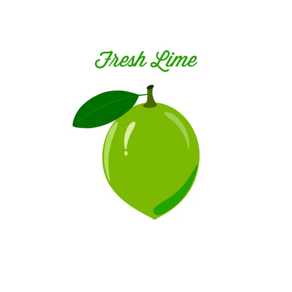 Ripe Juicy Lime Fruit on a White Background — Stock Vector