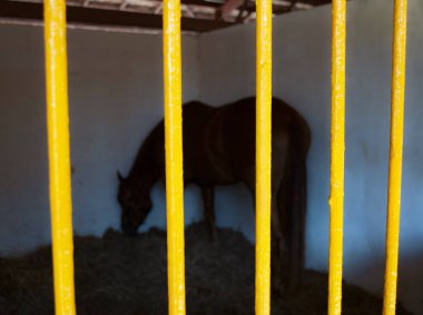 At kafeste yemek yiyor.