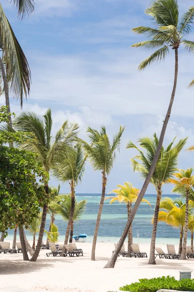 Dominik Cumhuriyeti'nde palmiye ağaçları ile Karayip kum plaj — Stok fotoğraf
