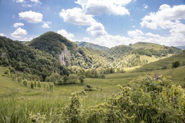 Dağda yaz manzarası