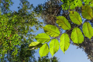 Ormanın içinde ceviz ağacının yaprakları ile şube