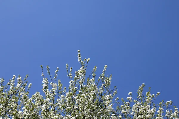 Навесні сад в цвіту 9 травня, День перемоги у Великій Вітчизняній війні — стокове фото