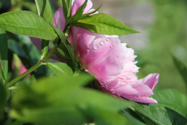 Найкрасивіші квіти Півонії — стокове фото