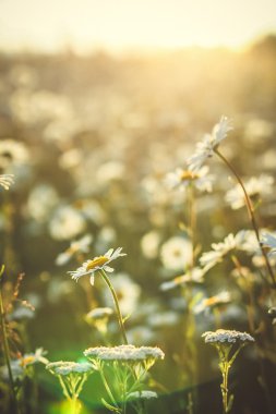 gün batımında camomiles ile çayır