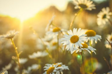 gün batımında camomiles ile çayır