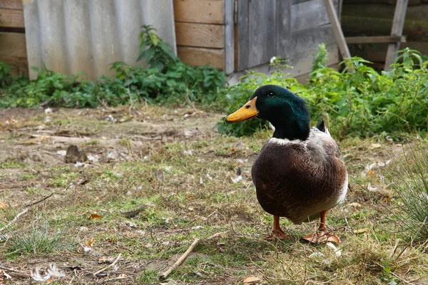 The duck walks on the yard — Stock Photo, Image