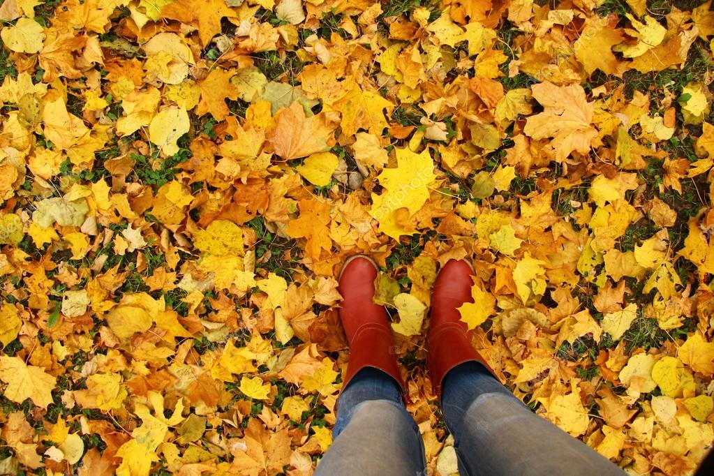 желтые листья лежат под ногами. желтые листья лежат под ногами. листья на земле. листва на земле. кленовые листья под ногами.