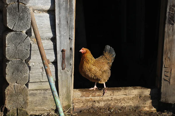農場で鶏左 — ストック写真