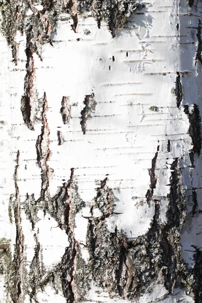 背景樺の樹皮 ストック写真