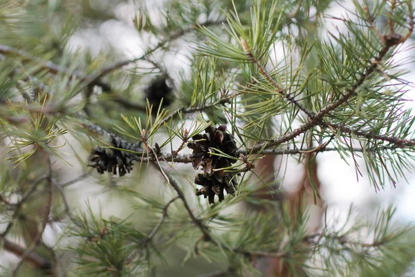 Bultjes op de groene pijnbomen twig — Stockfoto