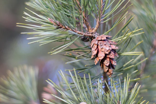 Bumps on the green pine twig — Stock Photo, Image