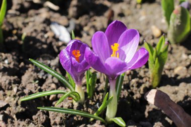 menekşe çiğdemler. erken bahar.