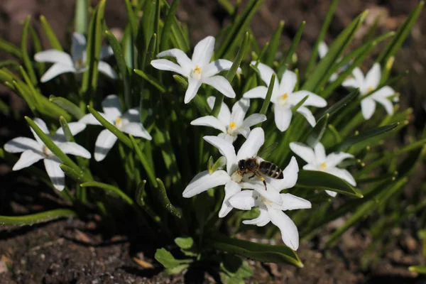 Pequeños floretes blancos, las primeras flores de primavera en la dacha — Foto de Stock