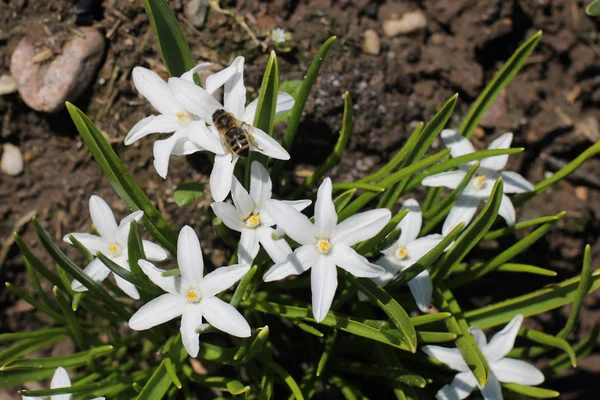 Pequeños floretes blancos, las primeras flores de primavera en la dacha — Foto de Stock