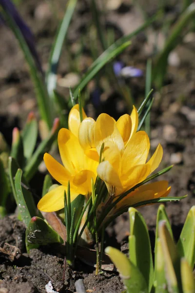 Cocodrilo amarillo en la dacha — Foto de Stock